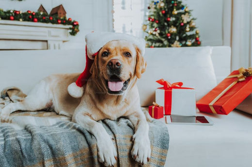 7 Gift Ideas for Dogs That Pet Parents Will Love