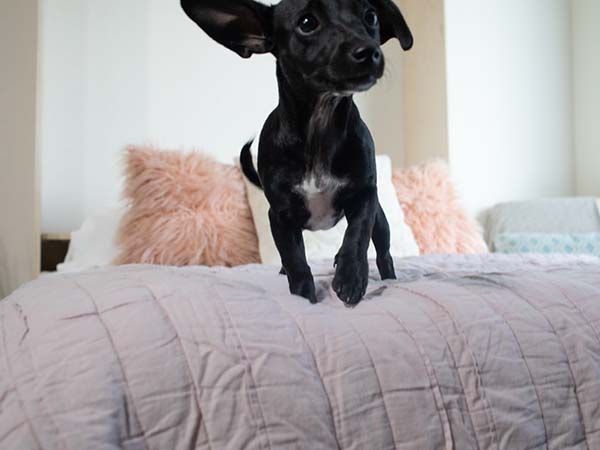 Dog jumping on a murphy bed