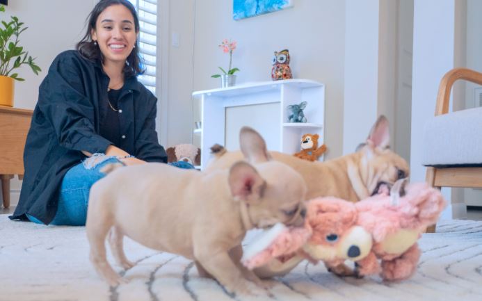 Customer Reviews: Why the Furphy Bed is a Top Choice for Pets