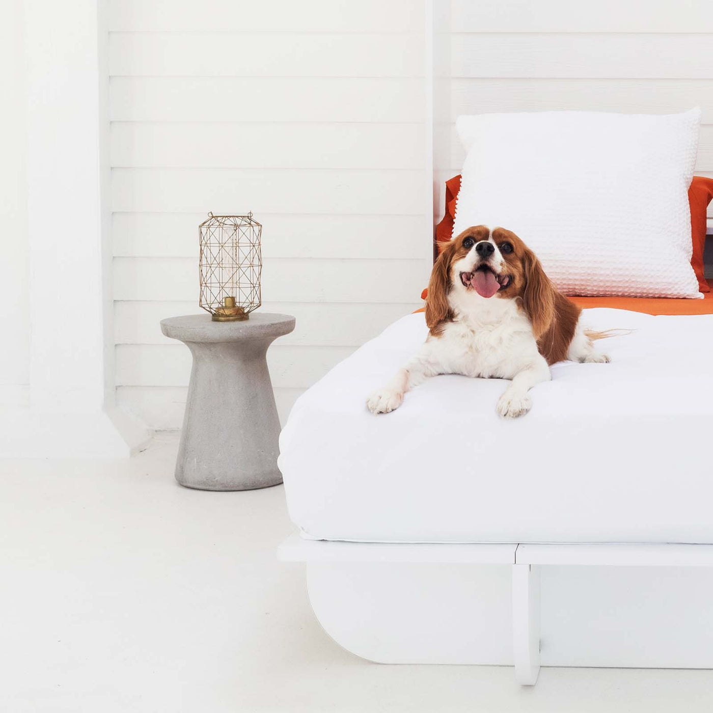 Dog sitting in the corner of a queen white murphy bed in a white room